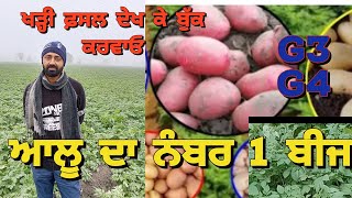 seed cultivation  ਆਲੂ ਦੀ ਸਫਲ ਖੇਤੀ LRG3 G4 ਬੀਜ ਲੈਣ ਲਈ ਖੜ੍ਹੀ ਫ਼ਸਲ ਦੇਖ ਕੇ ਬੁਕ ਕਰੋ punjabi udaan [upl. by Anej608]