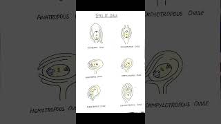 Types of Ovule [upl. by Xantha]