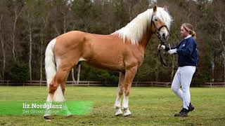 Hengstpräsentation PonyPark Padenstedt Wolfgang Kreikenbohm Haflinger Deckhengste Reinzucht [upl. by Led]