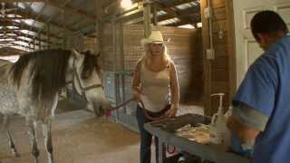 How To Artificially Inseminate A Horse [upl. by Tilney]