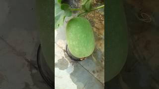 Cucurbits or gourd familyurban gardening delhiManipuri [upl. by Gawlas]