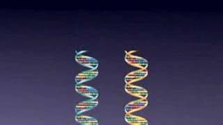 SNPs  Single Nucleotide Polymorphisms [upl. by Ayra]