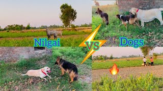 Dogs Ko Nilgai Ke Piche Chhod Diya ðŸ”¥ [upl. by Kirkpatrick]