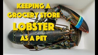 Keeping A Grocery Store Lobster As A Pet [upl. by Erdei]