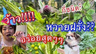 ว้าว‼️⚠️หวายฝรั่งว่าซานเป็นไงกินไงผักกี่ชนิดวันนี้Krustistelwelted thistle 18 มิย2024 [upl. by Yremrej]