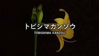 離島・飛島｜トビシマカンゾウ｜Tobishima Island｜TOBISHIMA KANZOU（開花） [upl. by Aneleve]