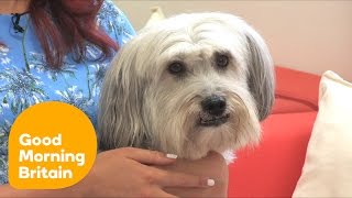 Ashleigh On Training Pudsey  Good Morning Britain [upl. by Muraida]