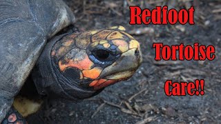 Redfoot Tortoise Care Guide [upl. by Jasmina]