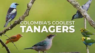 Colombias Coolest Tanagers [upl. by Ahsats]