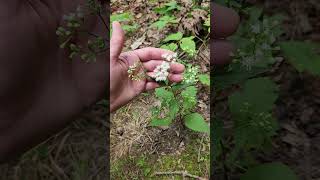 White snakeroot blooming Ageratina altissima at Giant city state park [upl. by Correy]