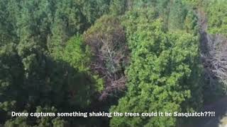 Drone catches something powerful trying to tear down a massive tree 2021 [upl. by Anatnahs]