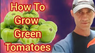 Green Tomato Planting Method [upl. by Eilatan]