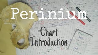 Perineum Anatomy  Part 1  TCML Chart Introduction  The Charsi of Medical Literature [upl. by Sivam]