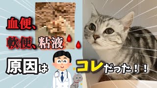 【血便‼️ 軟便どうしよう💦】うんち後のドロドロ粘液は病気？？病院に行ってきました😭💦 [upl. by Nnylhtak]