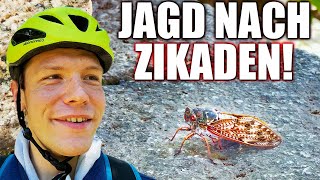 Jagd nach Zikaden in Japan und ein netter Schrein Priester  Japan Vlog [upl. by Klapp]