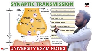 Synaptic Transmission  Excitatory and Inhibitory Transmission CNS Physiology [upl. by Emilee]