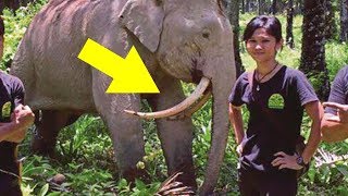 This Bornean Pygmy Elephant Was Being Closely Monitored  But Then The Unthinkable Happened [upl. by Cirillo971]