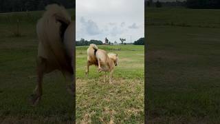 Haflinger Horse Running Around and Showing Off Moves cute horse animal pony pet barn farm [upl. by Ecnahs]