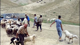 Loading of sheep by shepherds and nomadic men in the car [upl. by Morita]