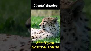 Cheetah Roaring  Cheetah Meowing  Cheetah Sound  shorts cheetahroar animals [upl. by Loar]