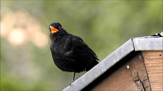 Amselgesang  Diese Töne gibt eine Amsel von sich singen und schimpfen [upl. by Mcmahon]