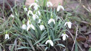 Schneeglöckchen Galanthus nivalis amp Galanthus woronowii [upl. by Obie]