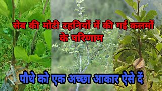 सेब की मोटी टहनियों में ग्राफ्टिंग के रिजल्ट। Results of grafted apple trees grafted trees care [upl. by Animsaj]