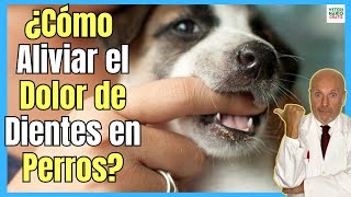 🔴 ¿CÓMO ALIVIAR EL DOLOR DE DIENTES EN PERROS CACHORROS Y ADULTOS 🔴 [upl. by Collete871]