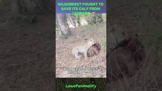 Wildebeest fought to save its calf from Leopard wildlife animals shorts [upl. by Eilac]