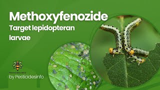 Methoxyfenozide Insecticide Mode of Action formulation Uses and Benefits for Pest Control [upl. by Calandria]