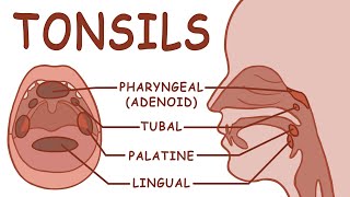 THE TONSILS  ANATOMY AND PHYSIOLOGY [upl. by Sandler470]