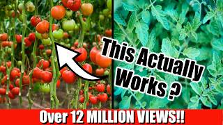 Grow Lots of Tomatoes Not Leaves  Complete Growing Guide [upl. by Milan]