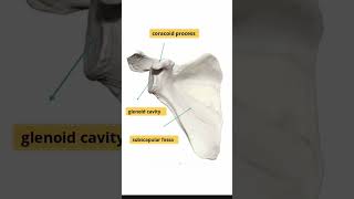 Scapula anatomy [upl. by Hsirk]