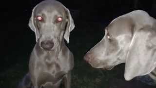 Weimaraners having an argument [upl. by Busch413]