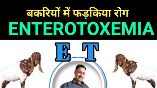 enterotoxemia in goats बकरियों में जानलेवा रोग फड़किया E T in goats जानलेवा दस्त [upl. by Iatnohs159]