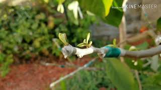 Update  My grafted cherimoya and atemoya on 1 tree [upl. by Aneral558]