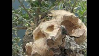 Bonsai Tree Wood Carving Demonstration [upl. by Bette]