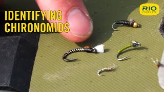 Identifying Chironomids [upl. by Yelsnya]