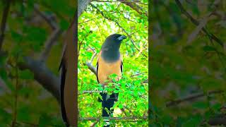 Rufous Treepie birdschirping beautifulbirds nature [upl. by Dorcy52]