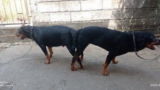 rottweiler dog mating process [upl. by Notsnarc]