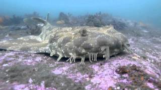 Spotted Wobbegong Orectolobus maculatus at Bare Island Sydney Australia [upl. by Hephzipah]