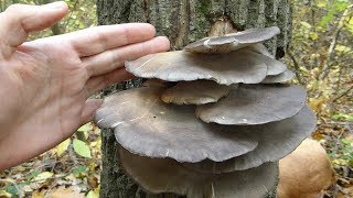 Bukovača  Pleurotus ostreatus [upl. by Sitoel808]