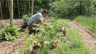 Planting my summer garden [upl. by Ahsinaw]