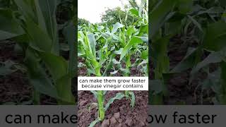 Tips to corn plants with high yield planting tips shorts [upl. by Naiditch]