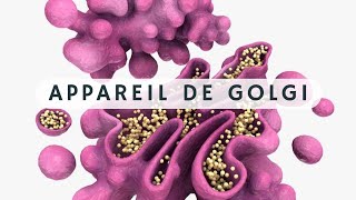 Appareil de Golgi biologie cellulaire شرح بالدارجة 🔥 [upl. by Tasha710]