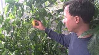 Growing Hot Manzano Peppers that Can Survive a Light Freeze [upl. by Asinla138]