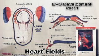 Development of Cardiovascular system Embryology Part 1  Heart Fields Easy way [upl. by Dominic]