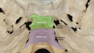 CLIVUS ANATOMY [upl. by Rudin]