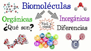 🌐Biomoléculas Orgánicas e Inorgánicas💫 Fácil y Rápido  QUÍMICA  BIOLOGÍA [upl. by Gardas251]