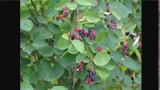 Better Than Blueberries  Juneberry Serviceberry or Saskatoons [upl. by Aisylla982]